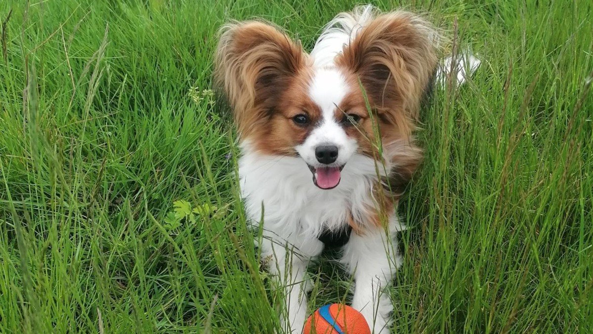 Bodhi