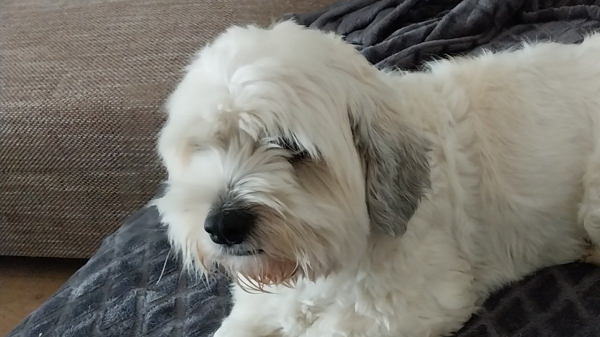 Bobbie