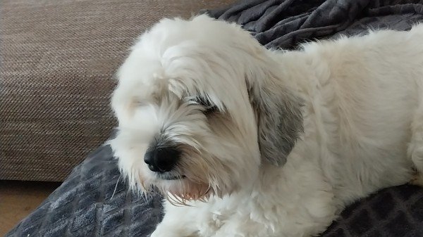 Bobbie