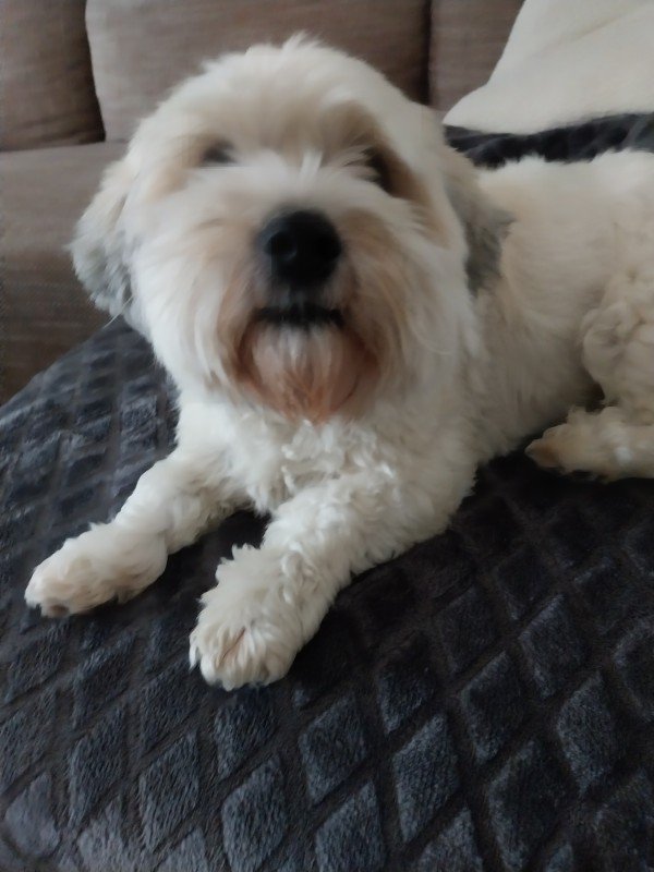 Bobbie