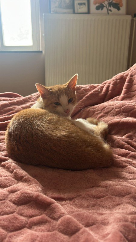 Miso