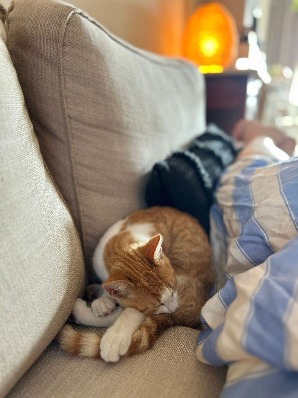 Miso