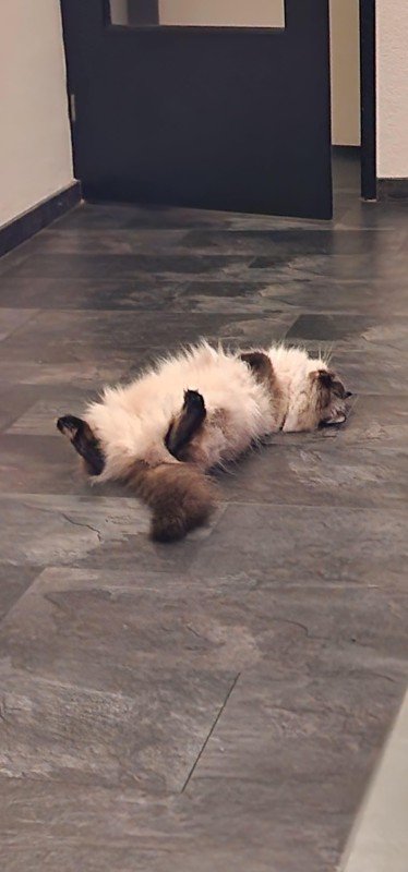 Lazy
