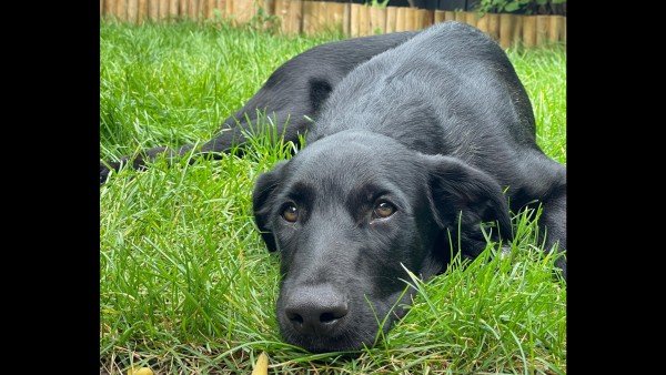 Toby