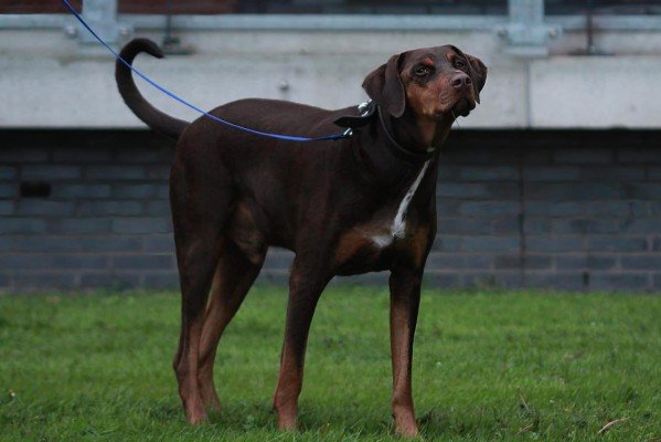 Bruno
