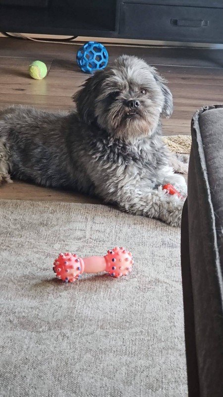 Bodhi