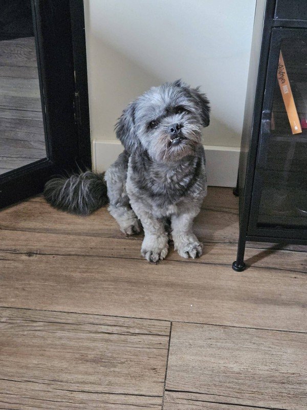 Bodhi