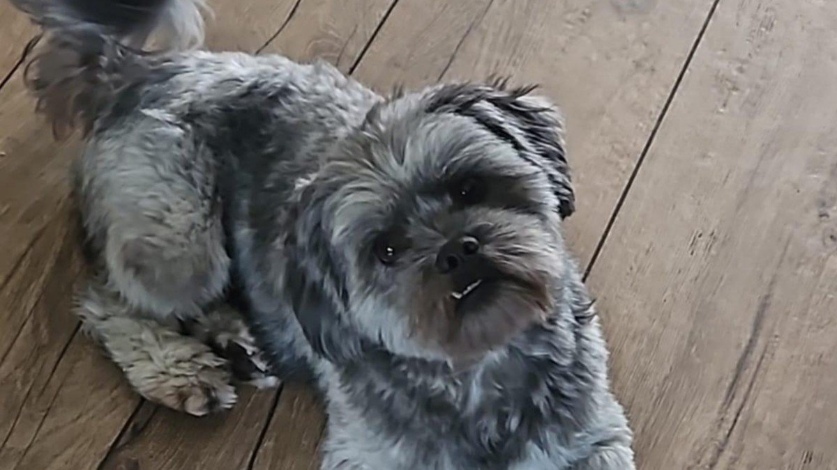Bodhi