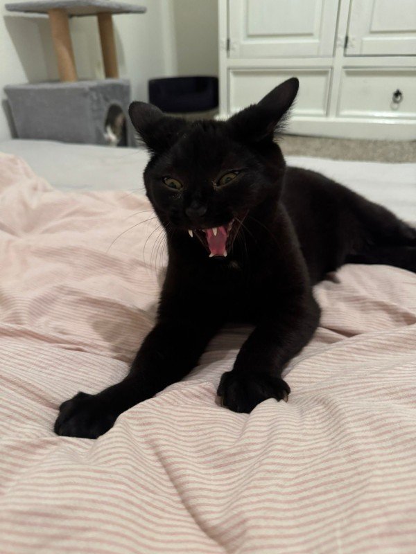 Muis