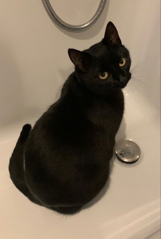 Muis