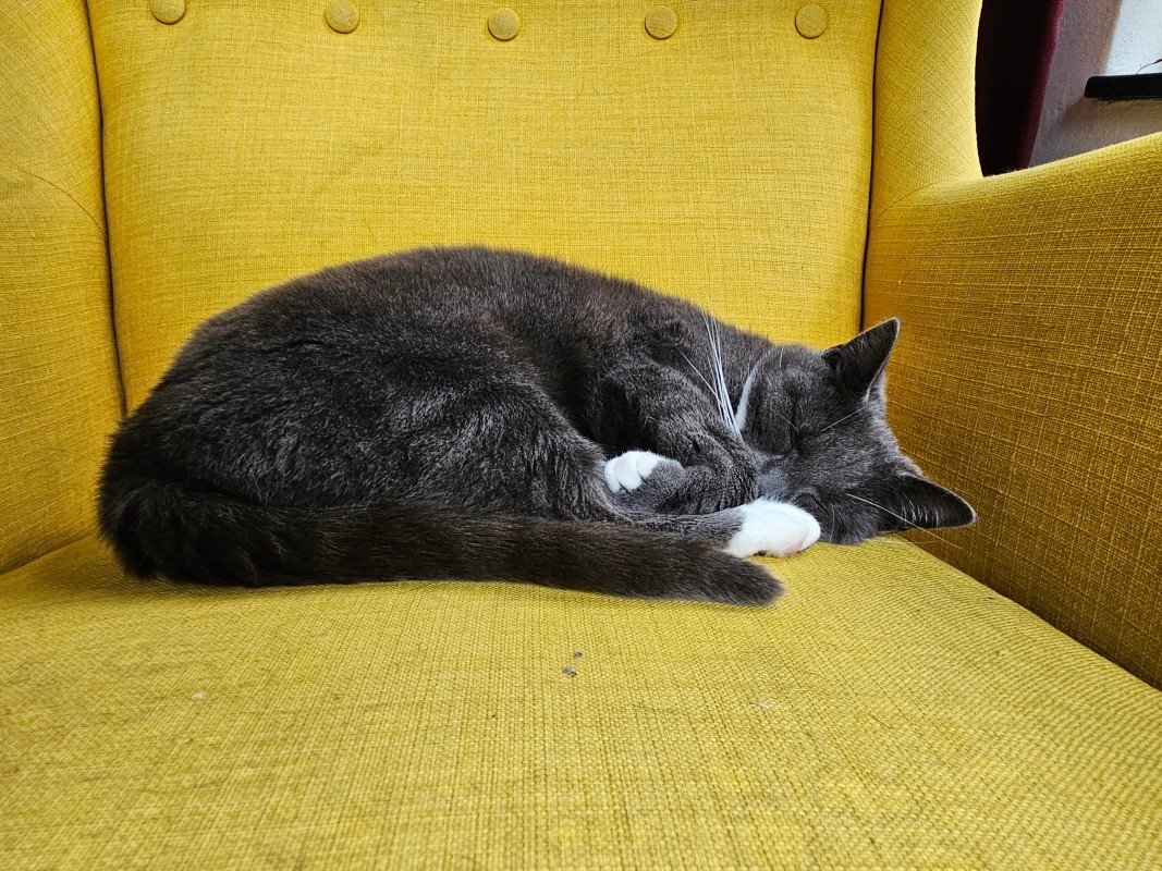Pip