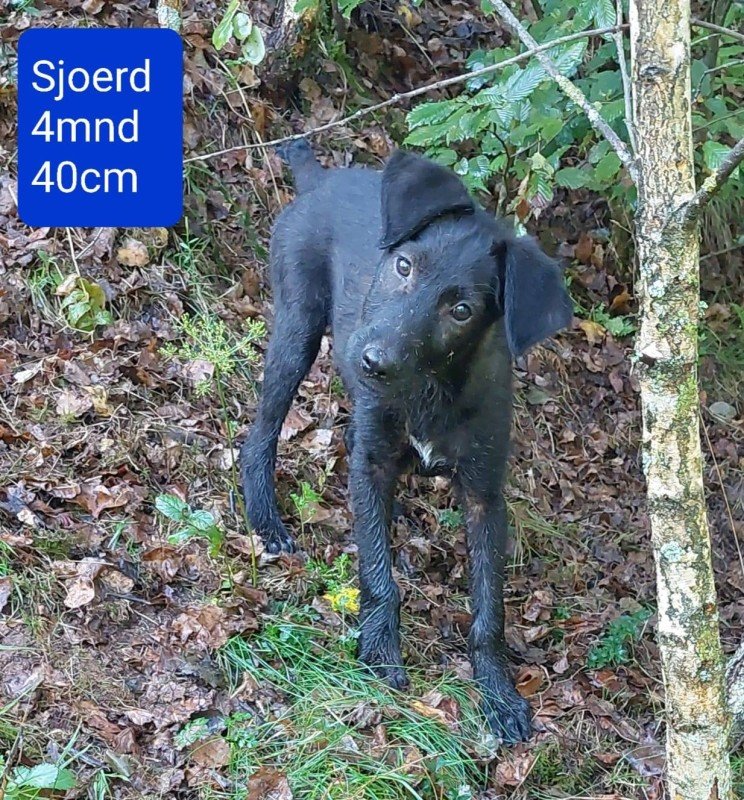 Sjoerd