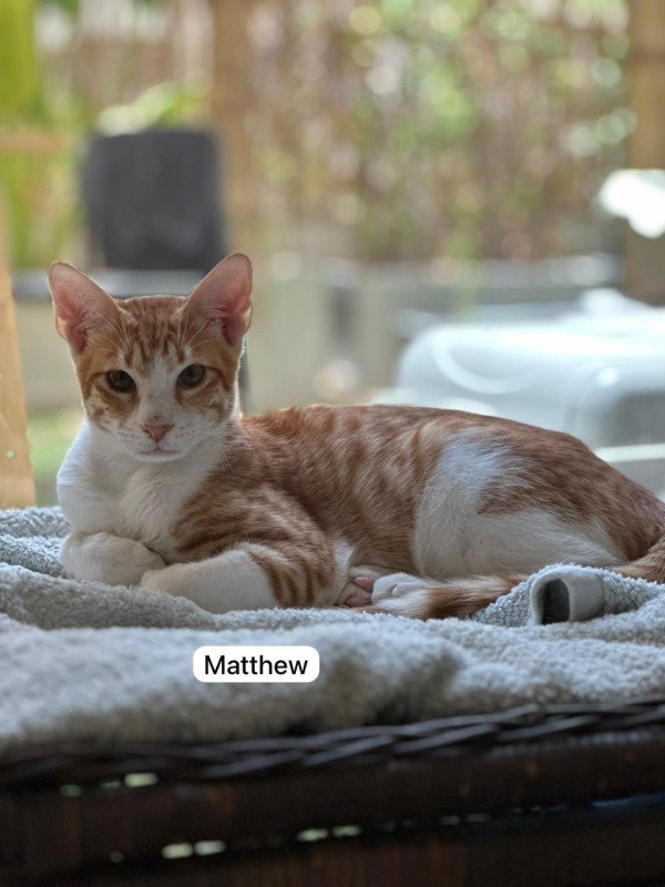Matthew