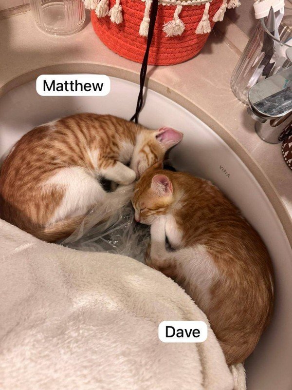 Dave