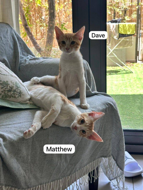 Dave