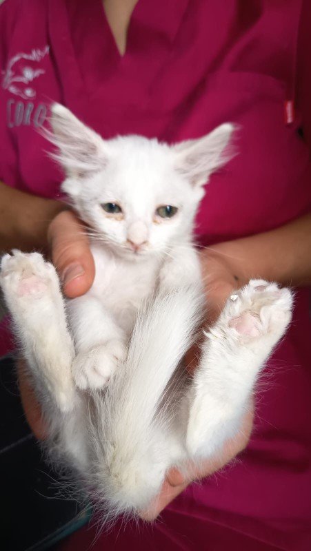 Angelito