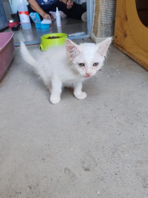 Angelito