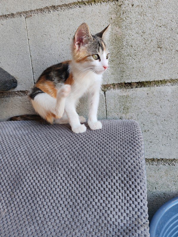 Jade