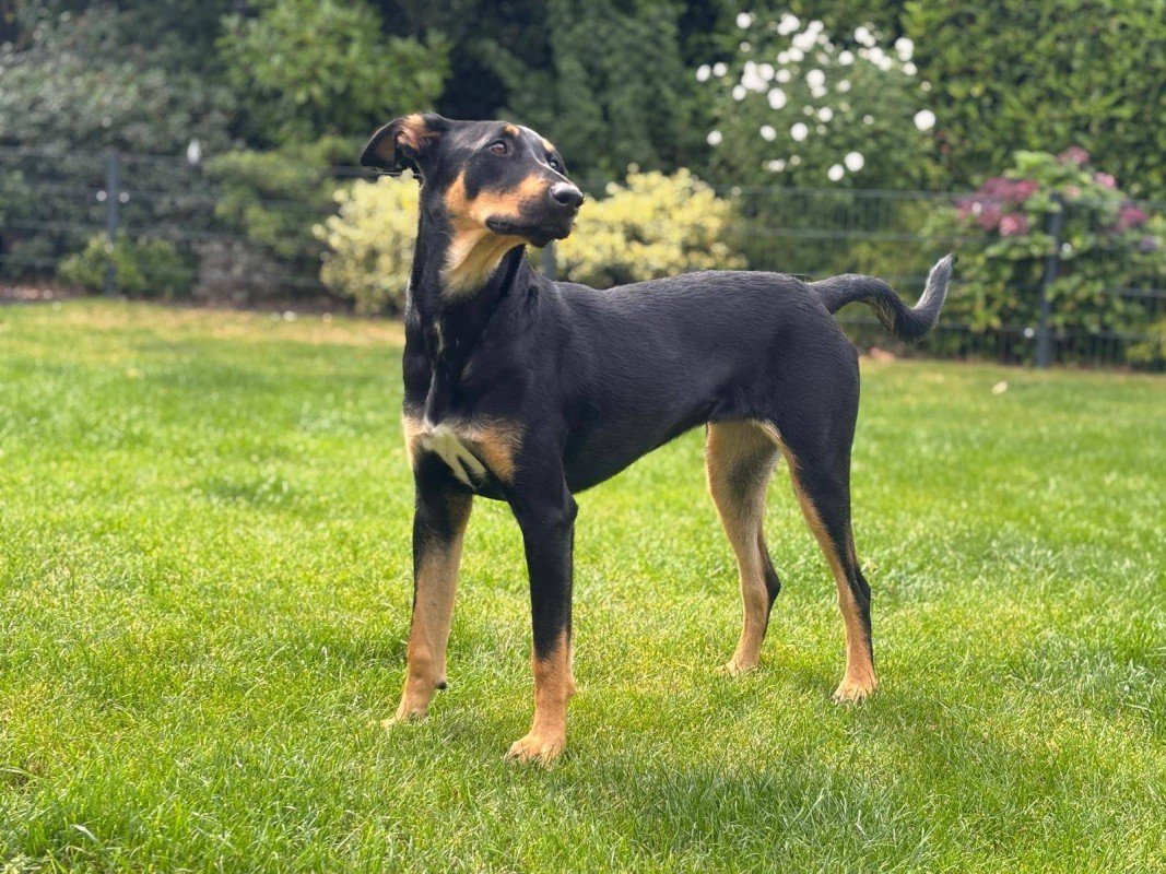 Kaisha