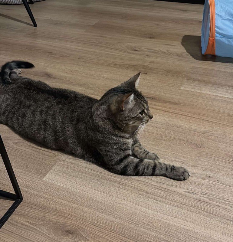 Samba
