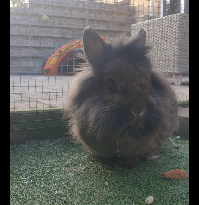 Binky