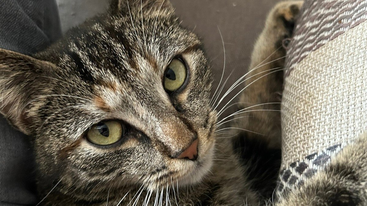 Lilou