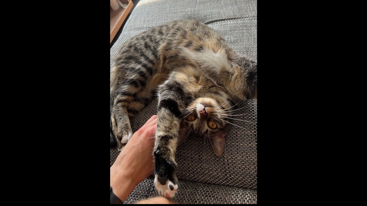 Bibi