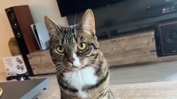 Bibi
