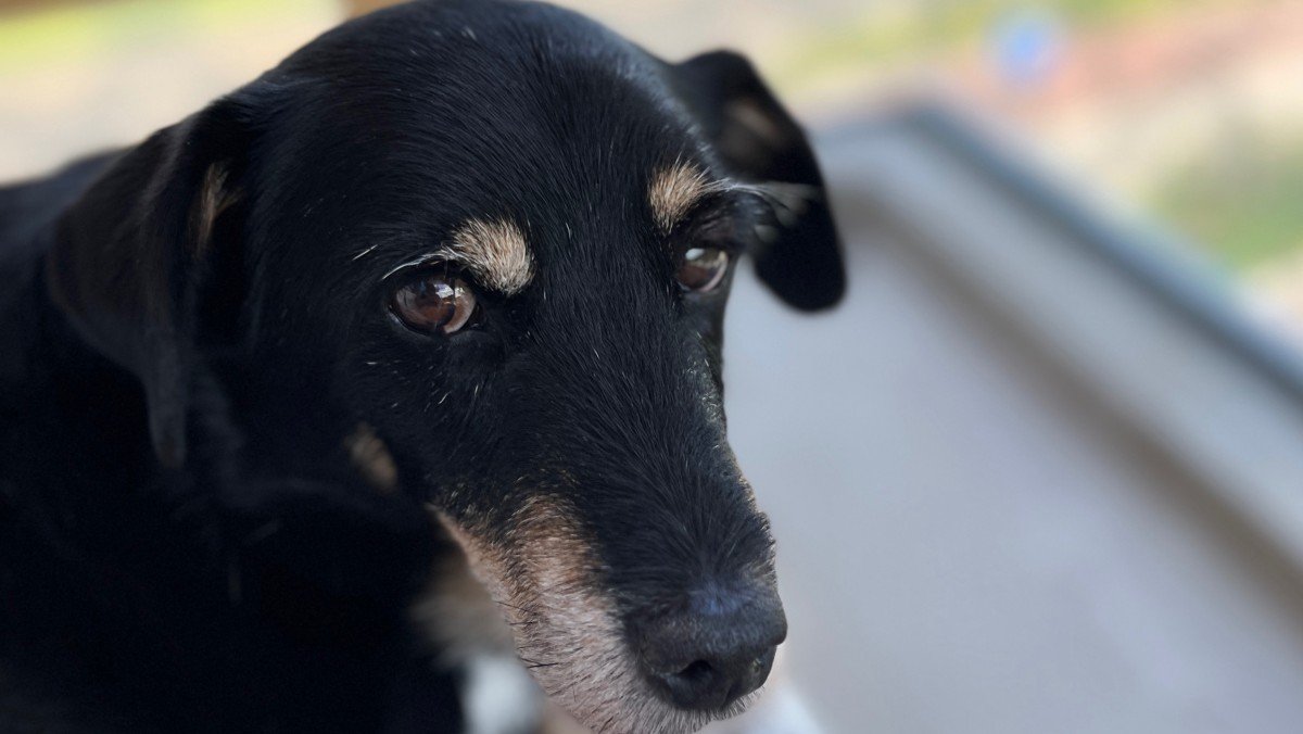 Bo