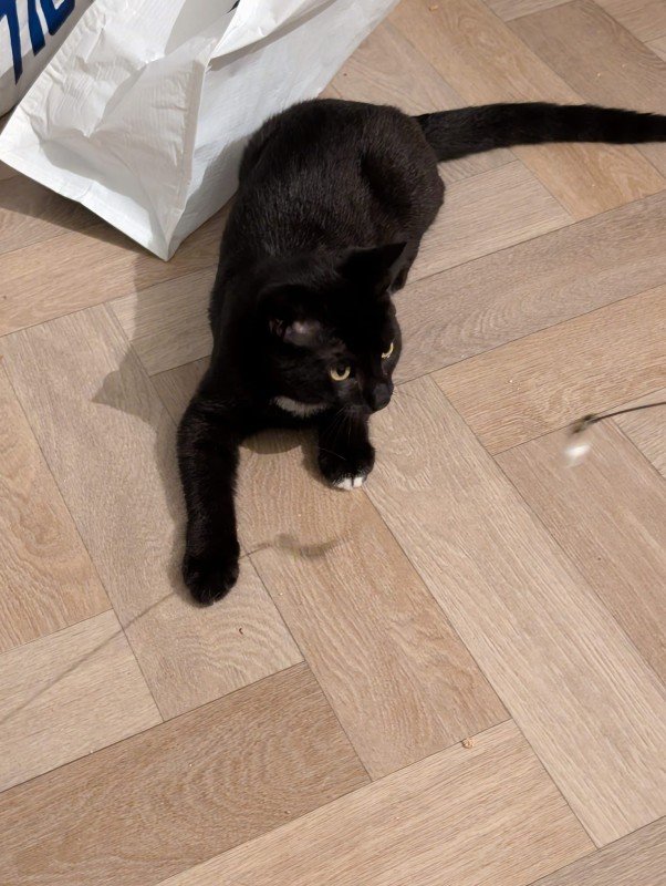 Zorro