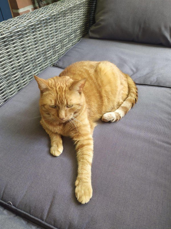 Timo