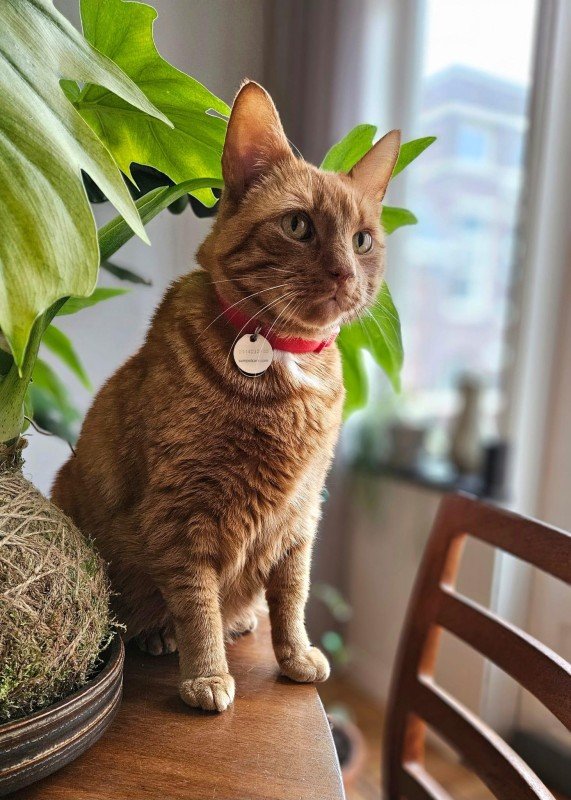 Timo