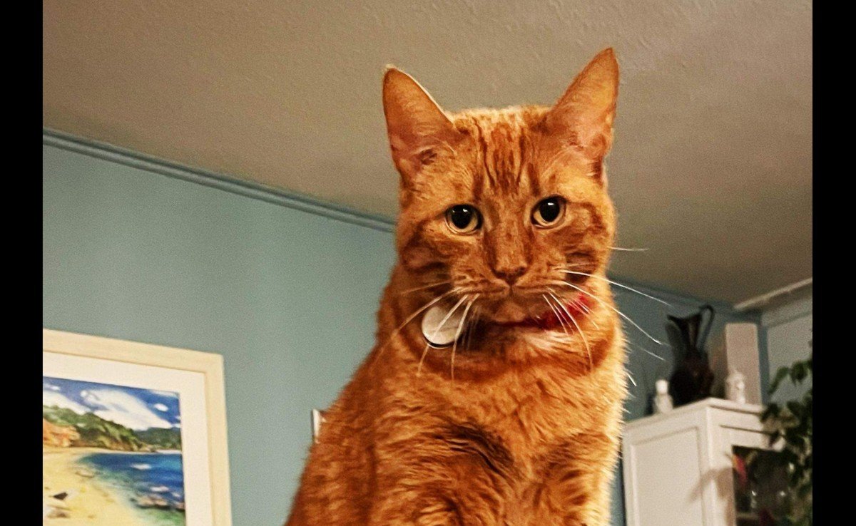 Timo