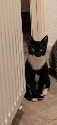 Loki