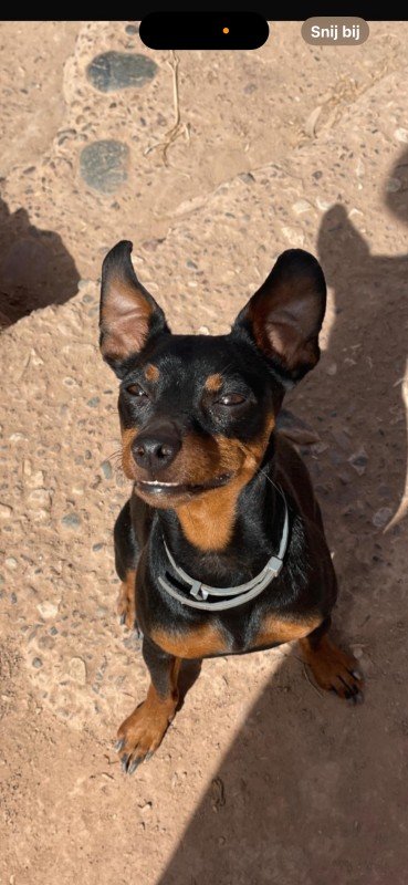 Paco