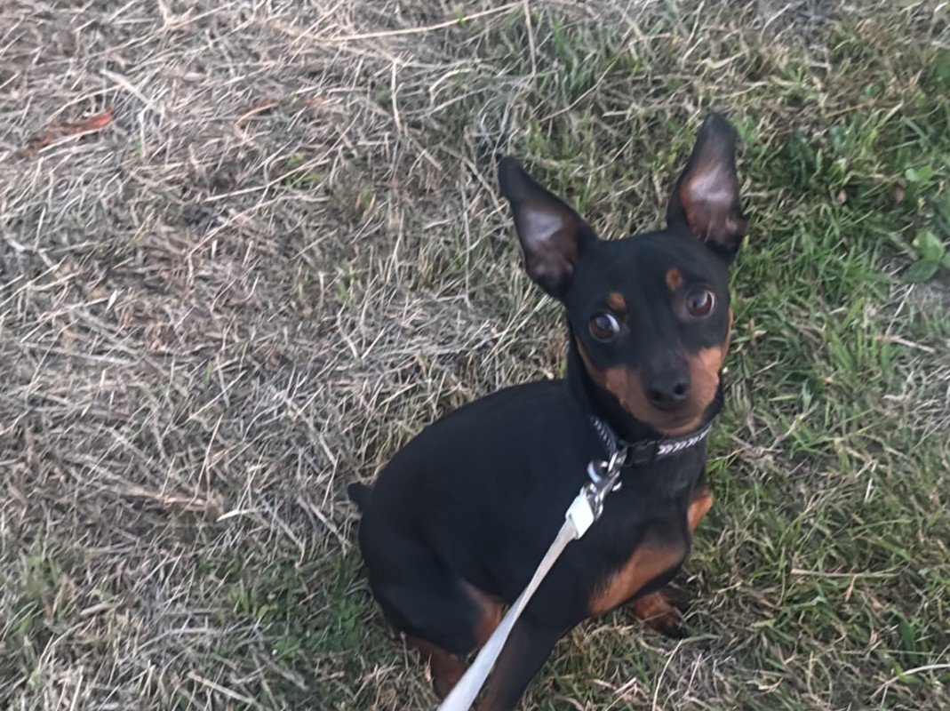 Paco