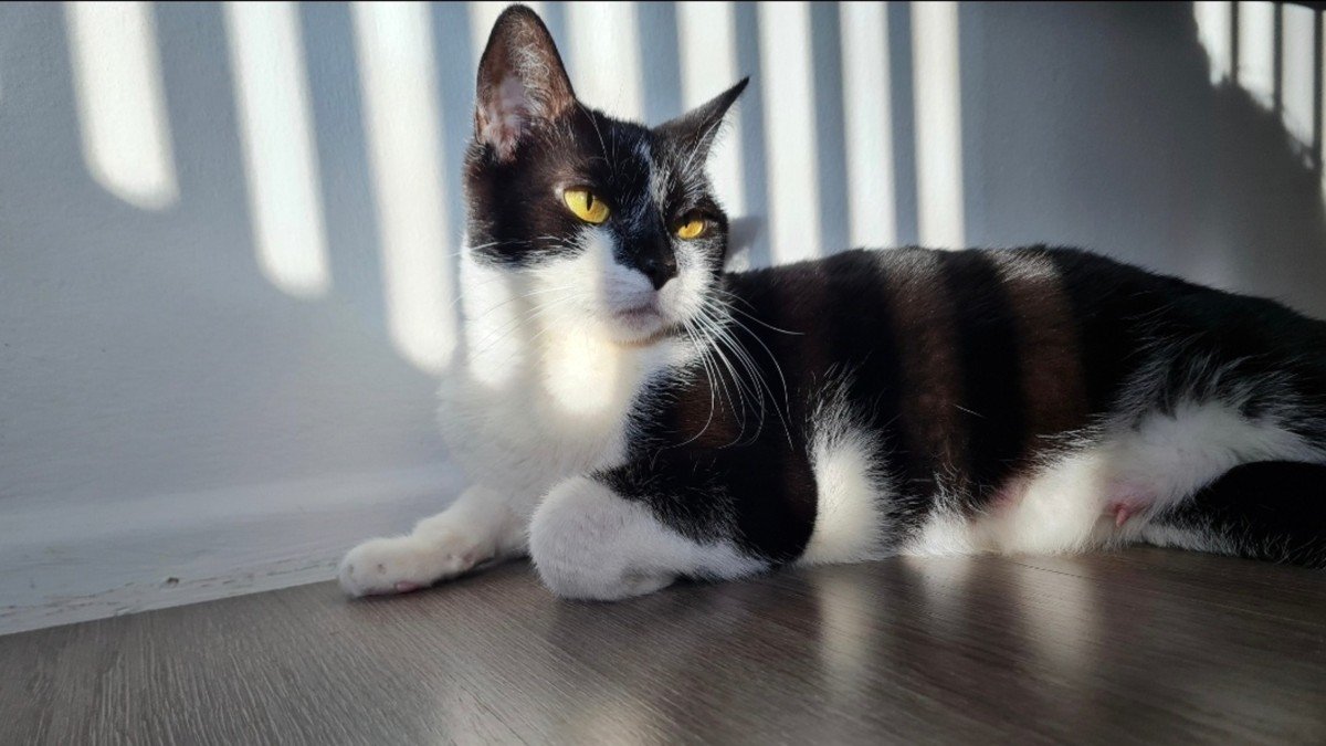 Siya