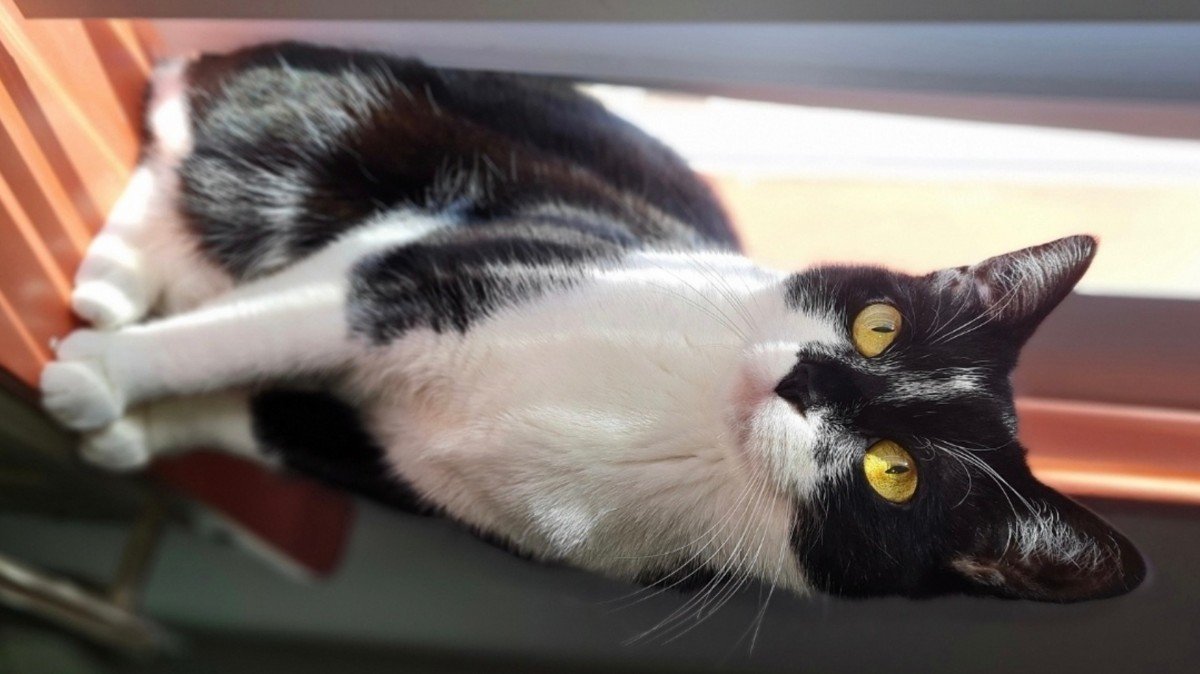 Siya