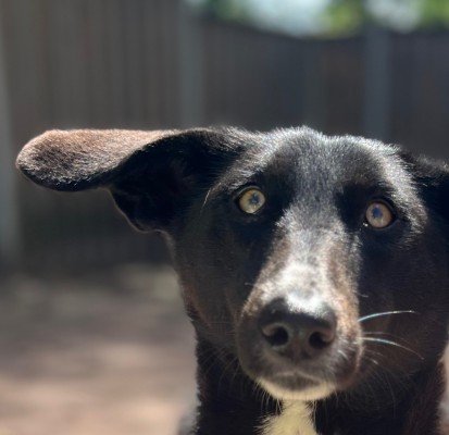 Bella