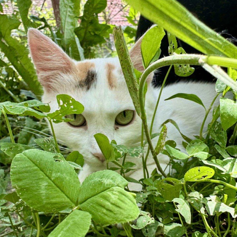 Leia