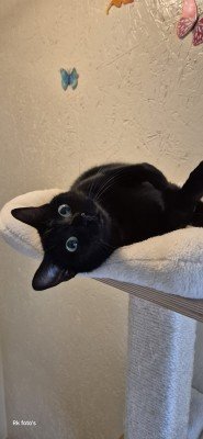 Tessie