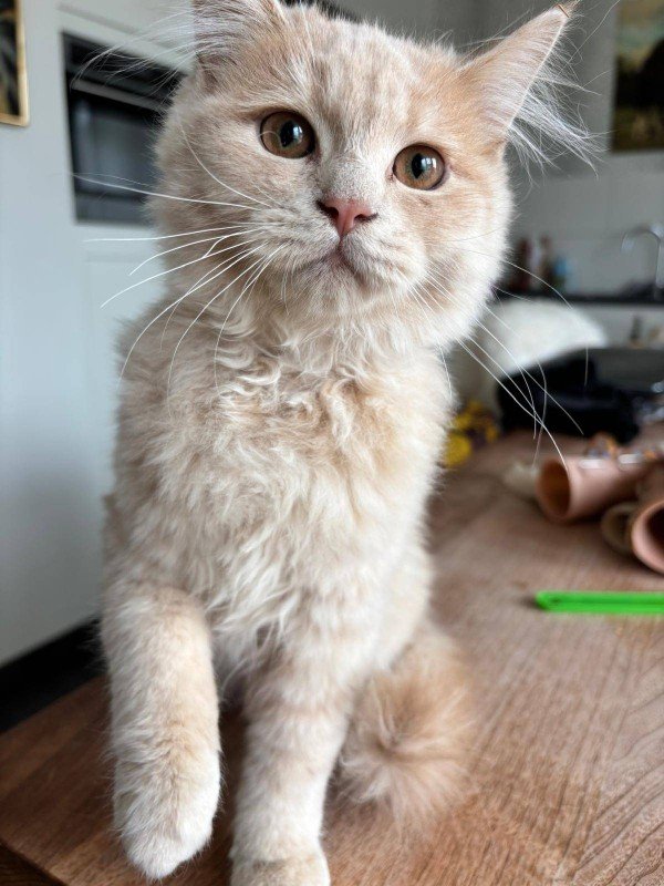 Guusje