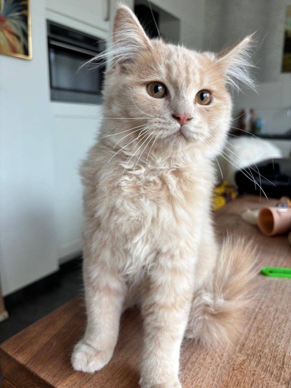 Guusje