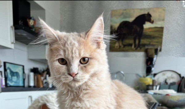 Guusje