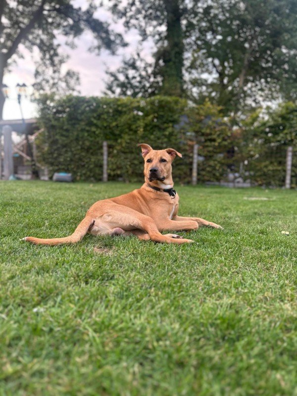 Cara