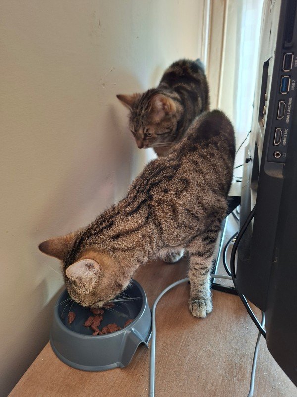 Pip
