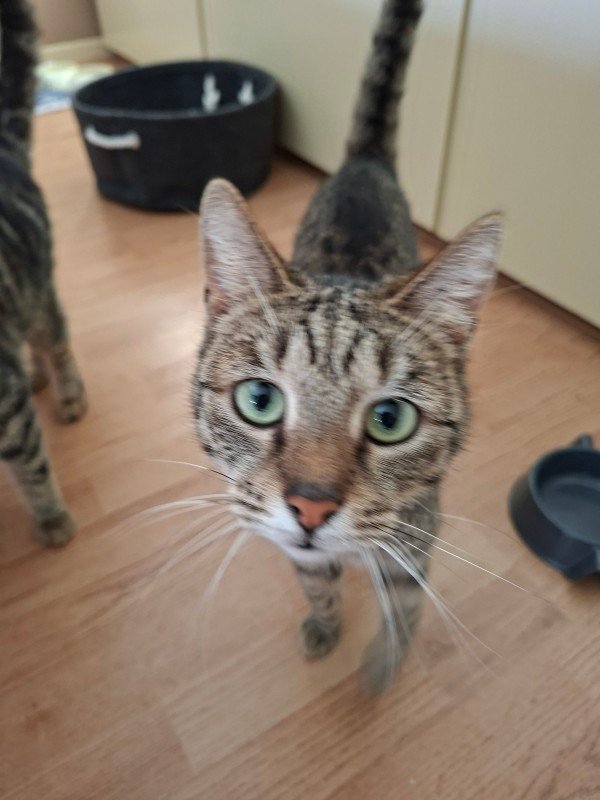 Pip