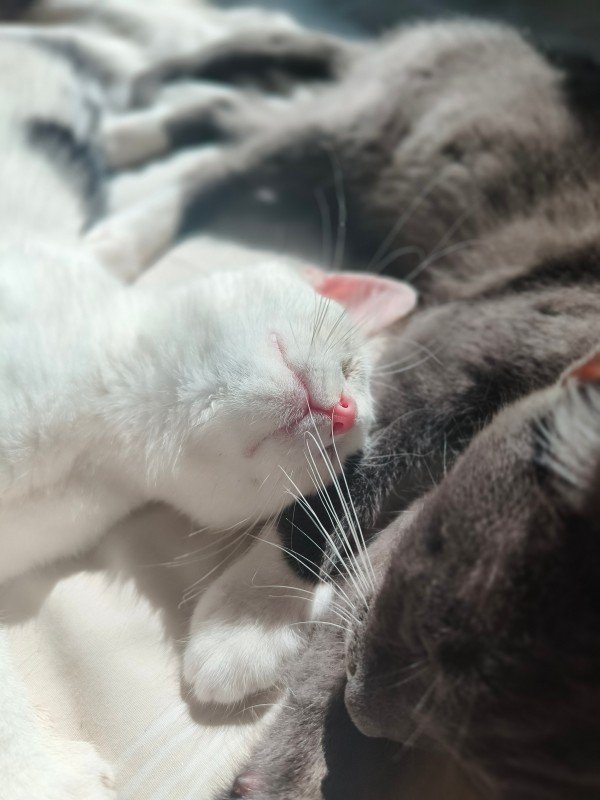 Domino