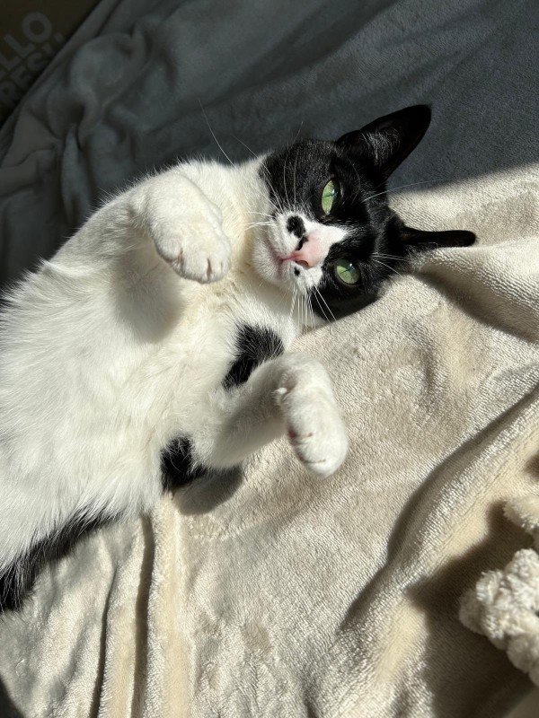 Lilly
