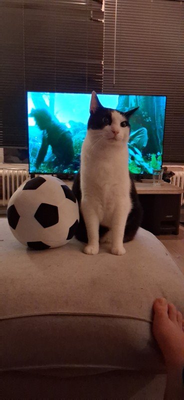 Pepijn